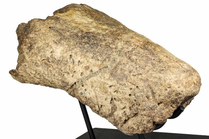 Fossil Triceratops Nasal Bone w/ Metal Stand - Montana #356901